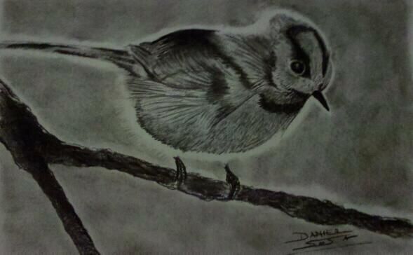 Daniel   Carbonilla
1º Dibujo