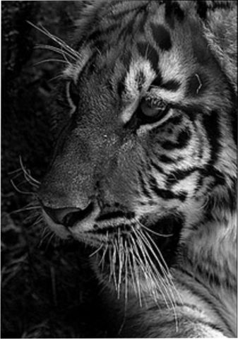 Sin Nombre